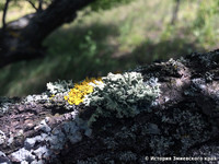Пармелия бороздчатая  Parmelia sulcata L.