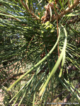 Сосна Pinus L.