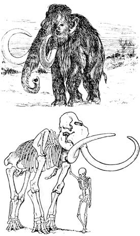 Mammoth Mammuthus primigenius Blum.