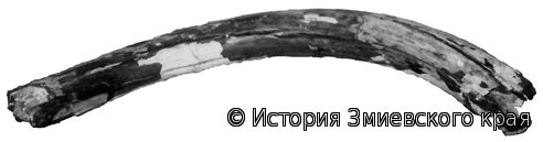 Tusk of a mammoth Mammuthus primigenius Blum.