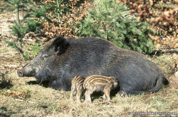 Дика свиня з поросятами (біля Сухої Гомільші)